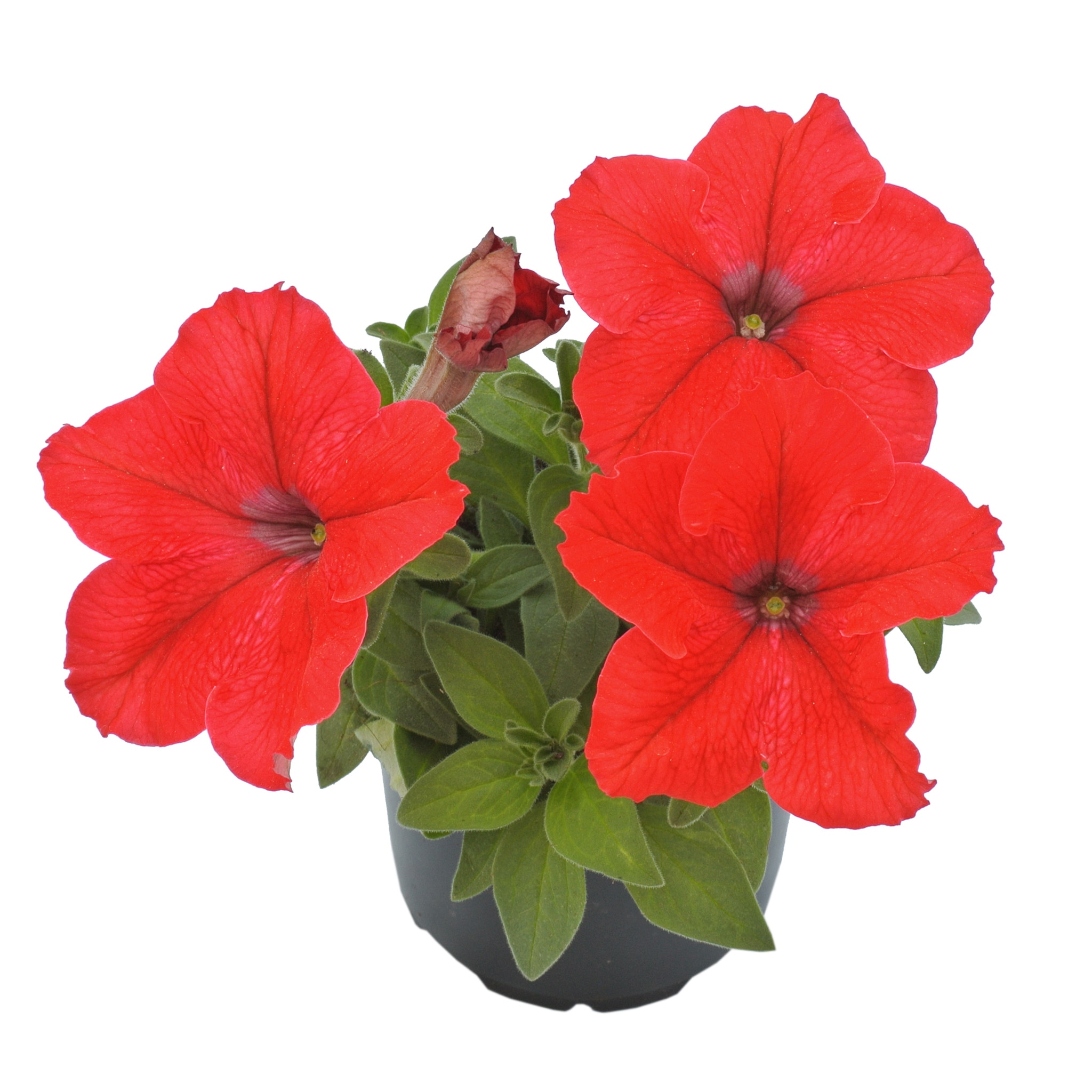 Petunia, in ghiveci, 9 cm 