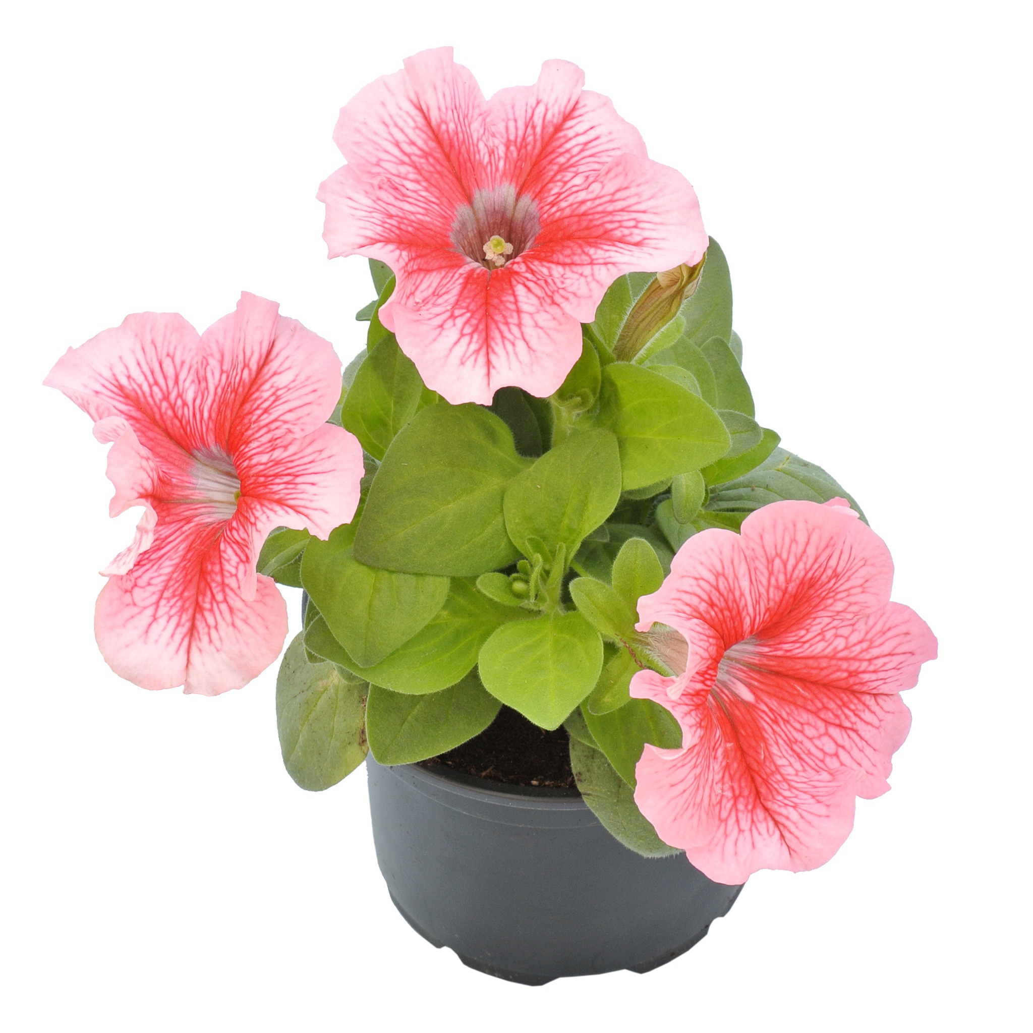 Petunia, in ghiveci, 9 cm 