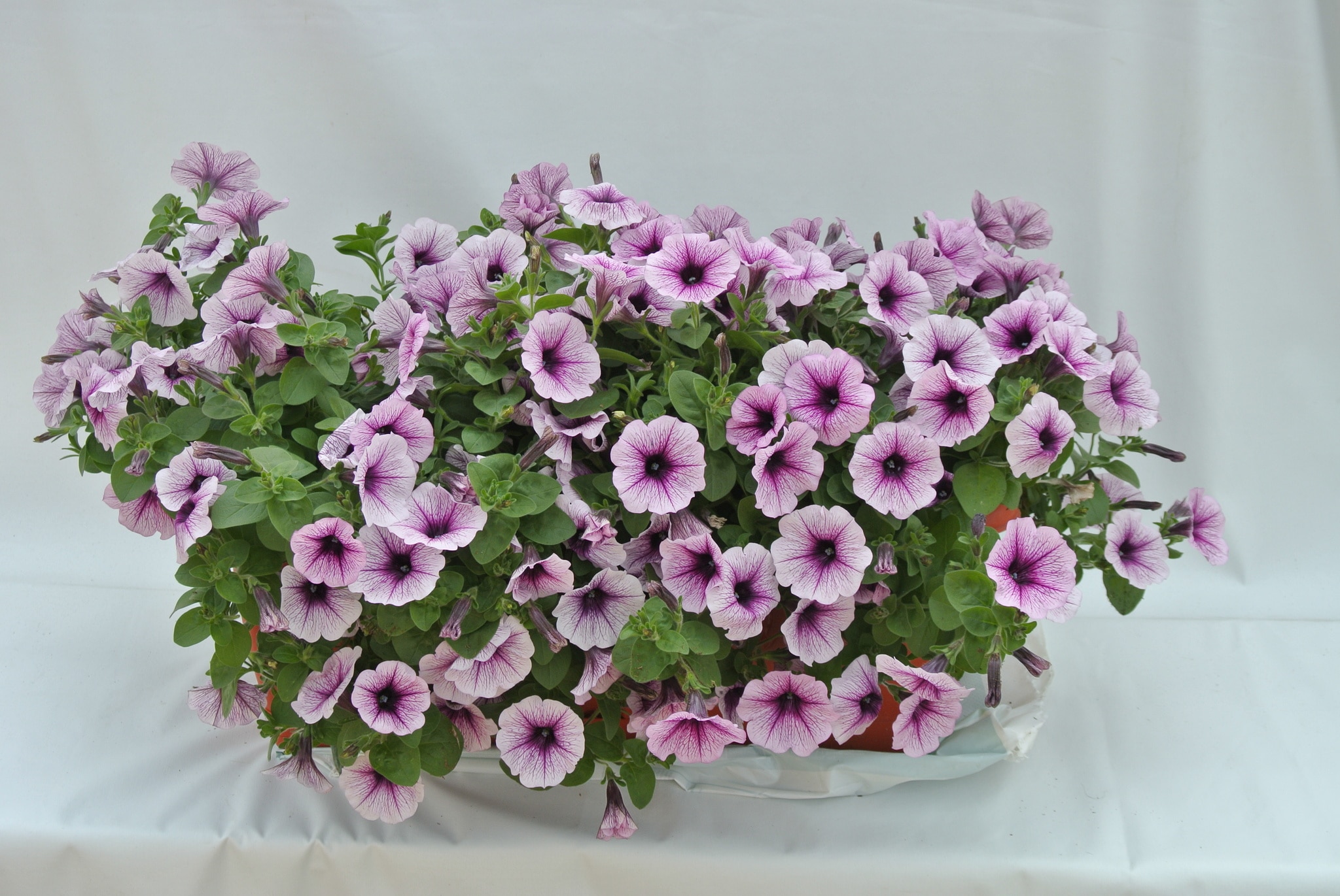 Jardiniera cu plante curgatoare, in ghiveci, 56 cm 