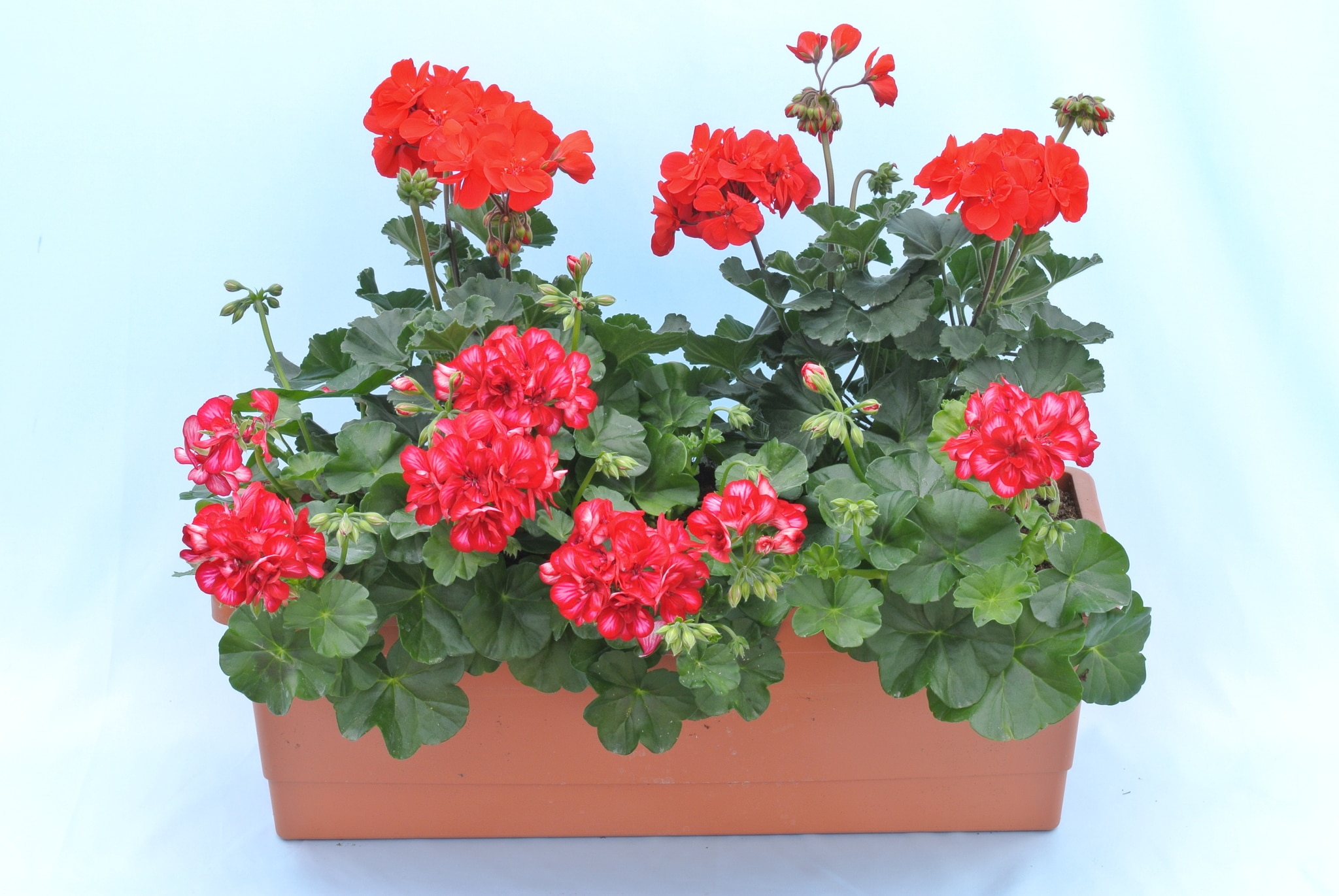 Jardiniera cu plante curgatoare, in ghiveci, 56 cm 