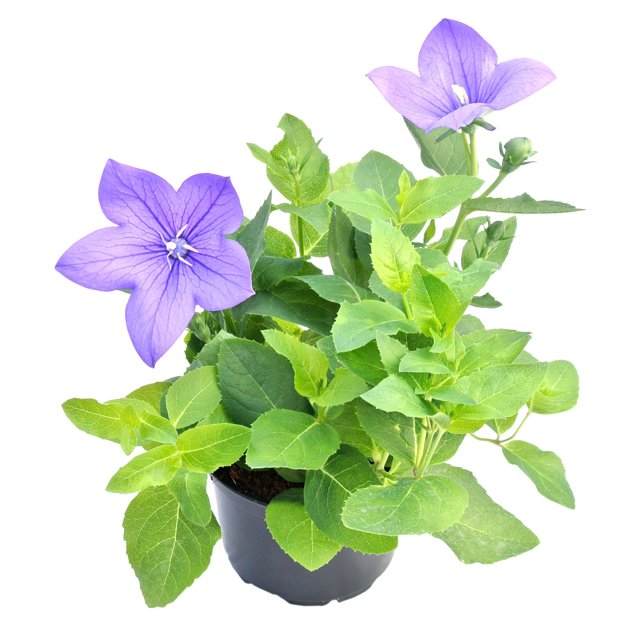 Platycodon, in ghiveci, 10.5 cm 