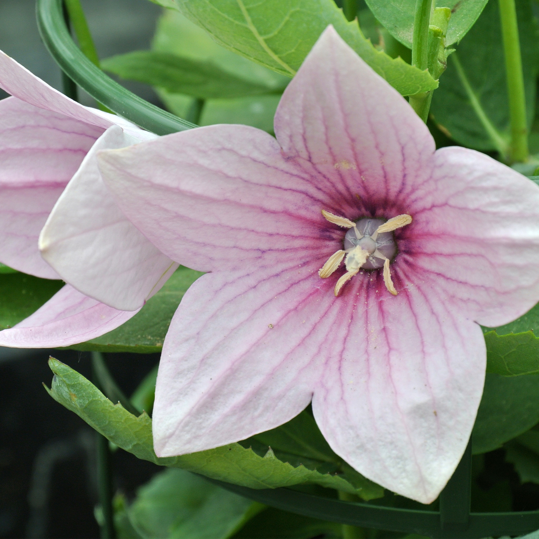 Platycodon, in ghiveci, 10.5 cm 