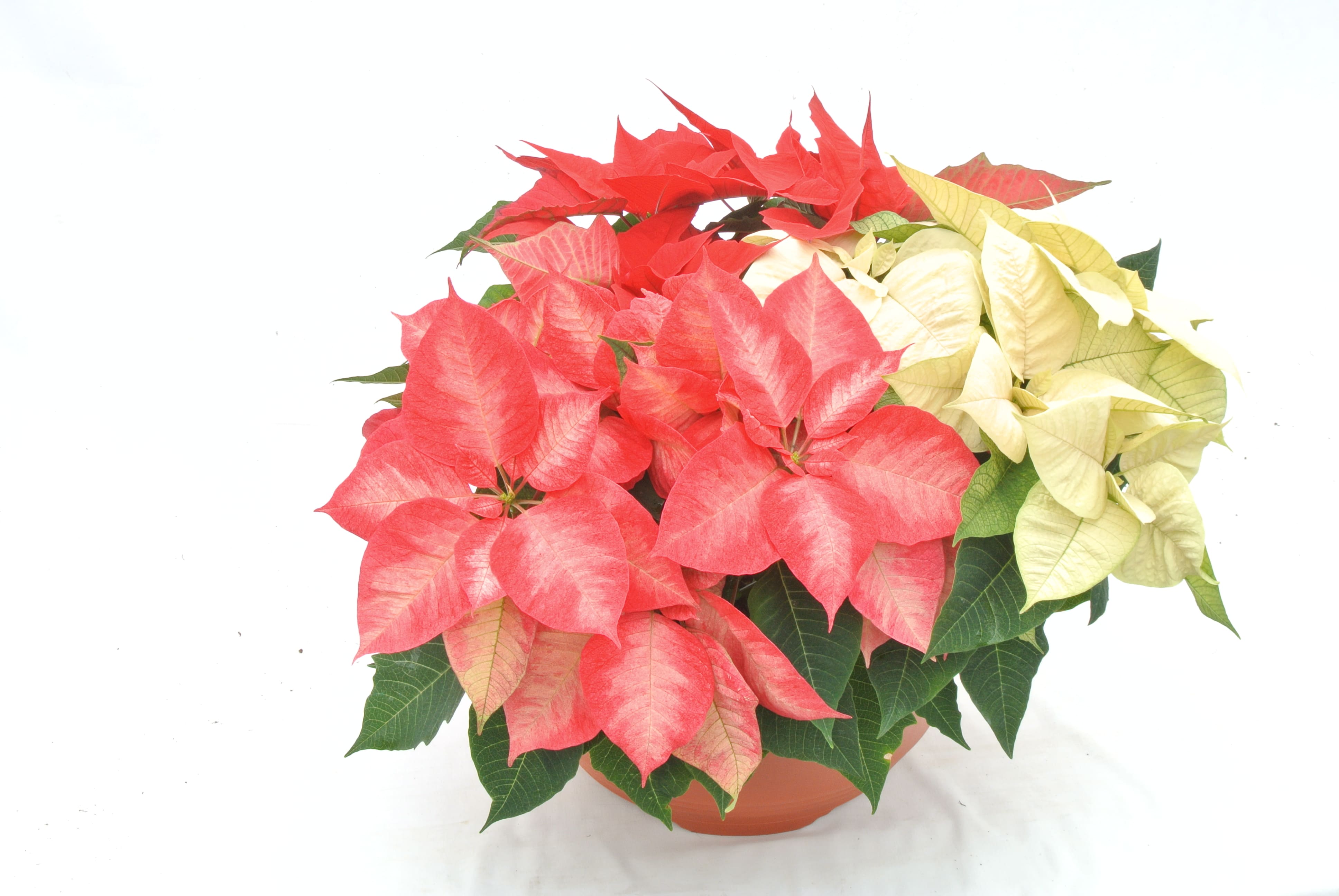 Poinsettia mixt, in ghiveci, 35 cm  
