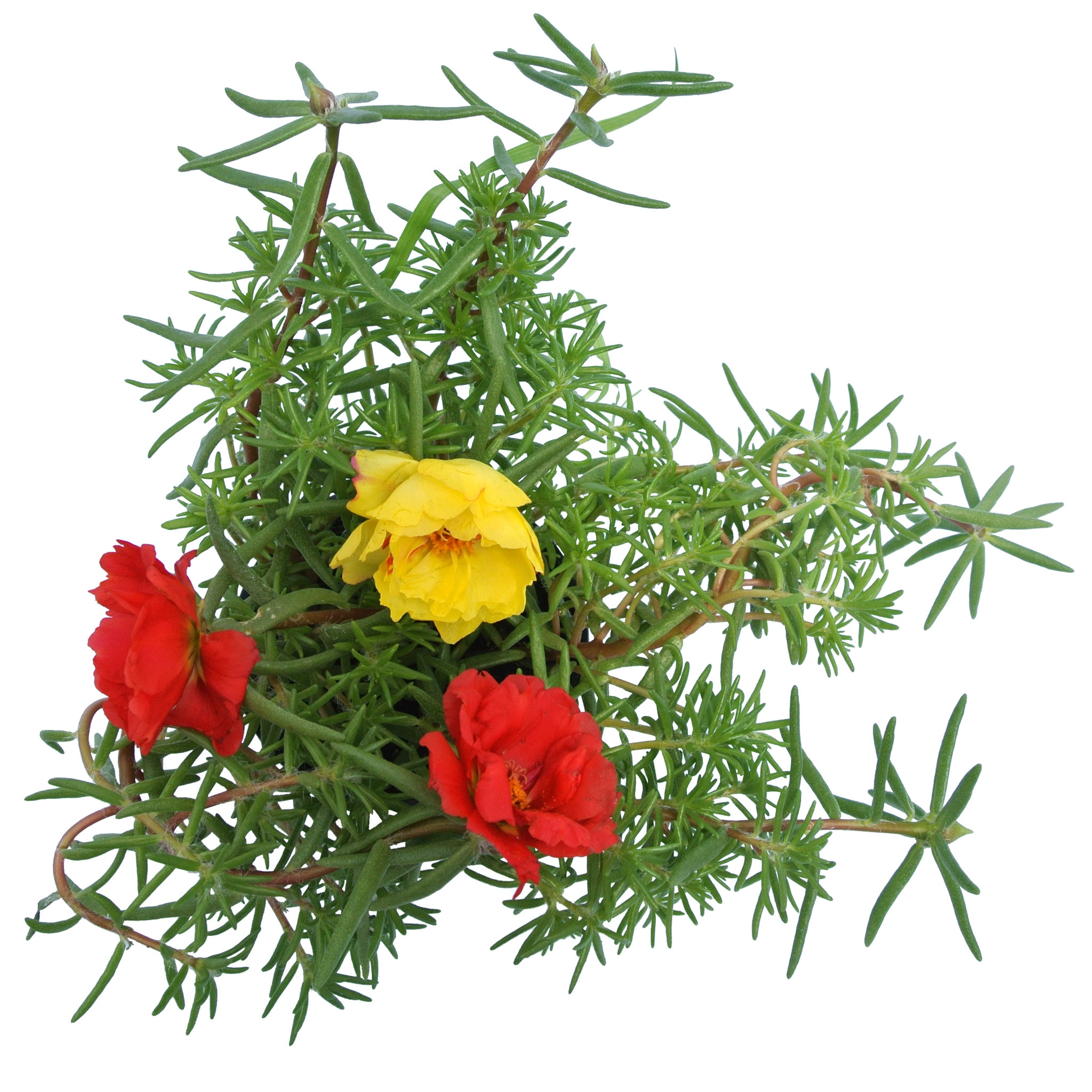 Portulaca, in ghiveci, 9 cm  