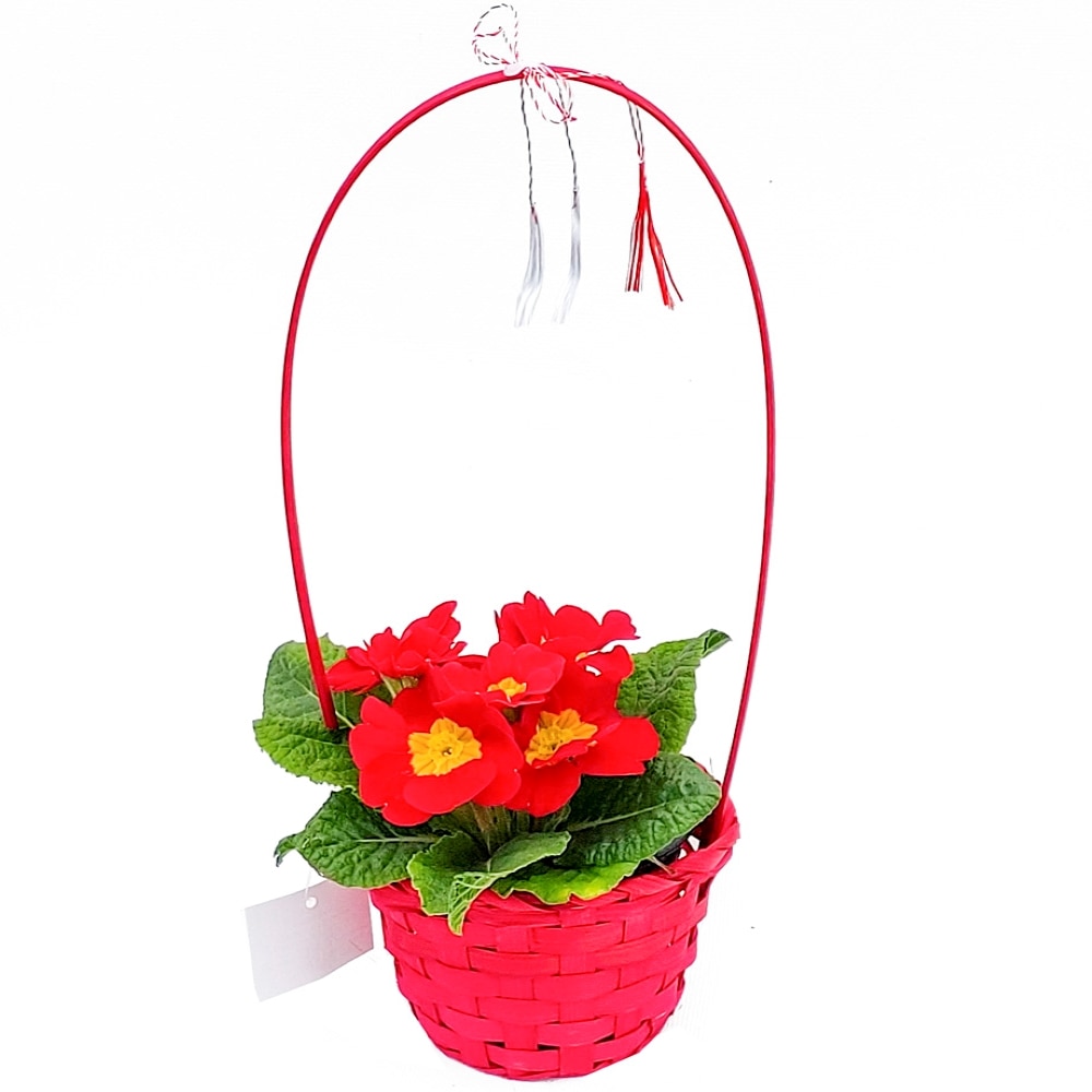 Primula Cos Rotund Cu Martisor