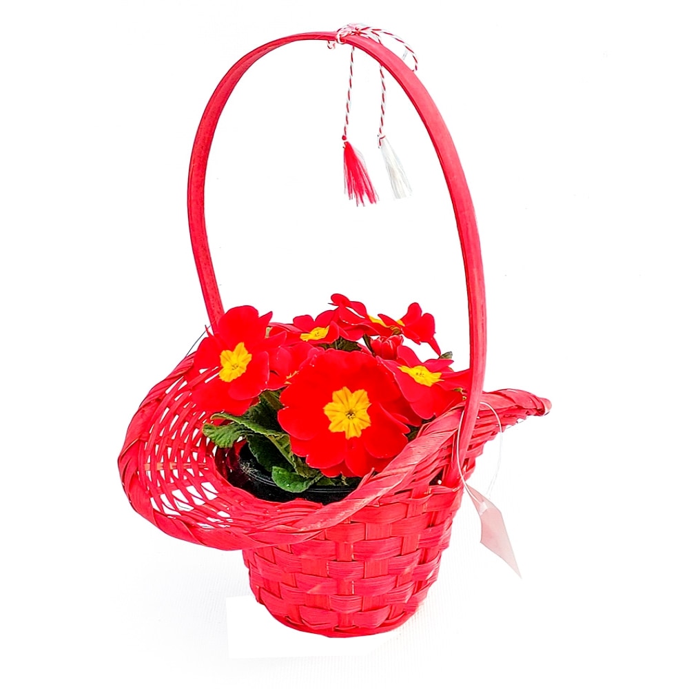 Primula Cos Florentin Cu Martisor