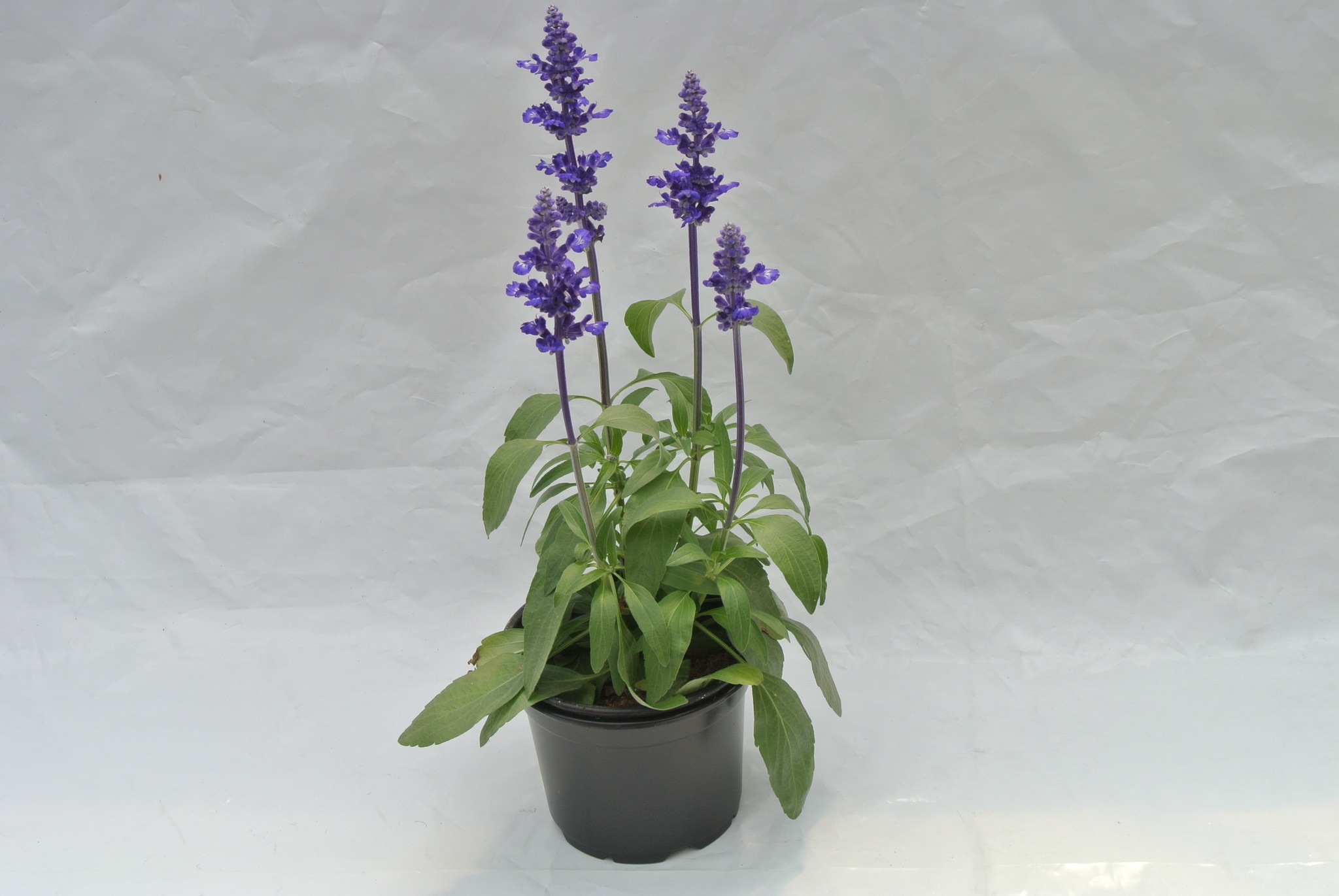 Salvia Farinacea, in ghiveci, 12 cm 