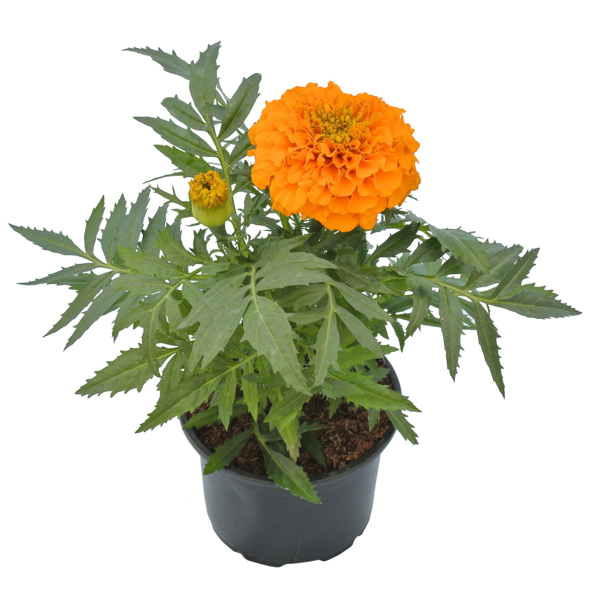 Tagates Erecta, in ghiveci, 9 cm 