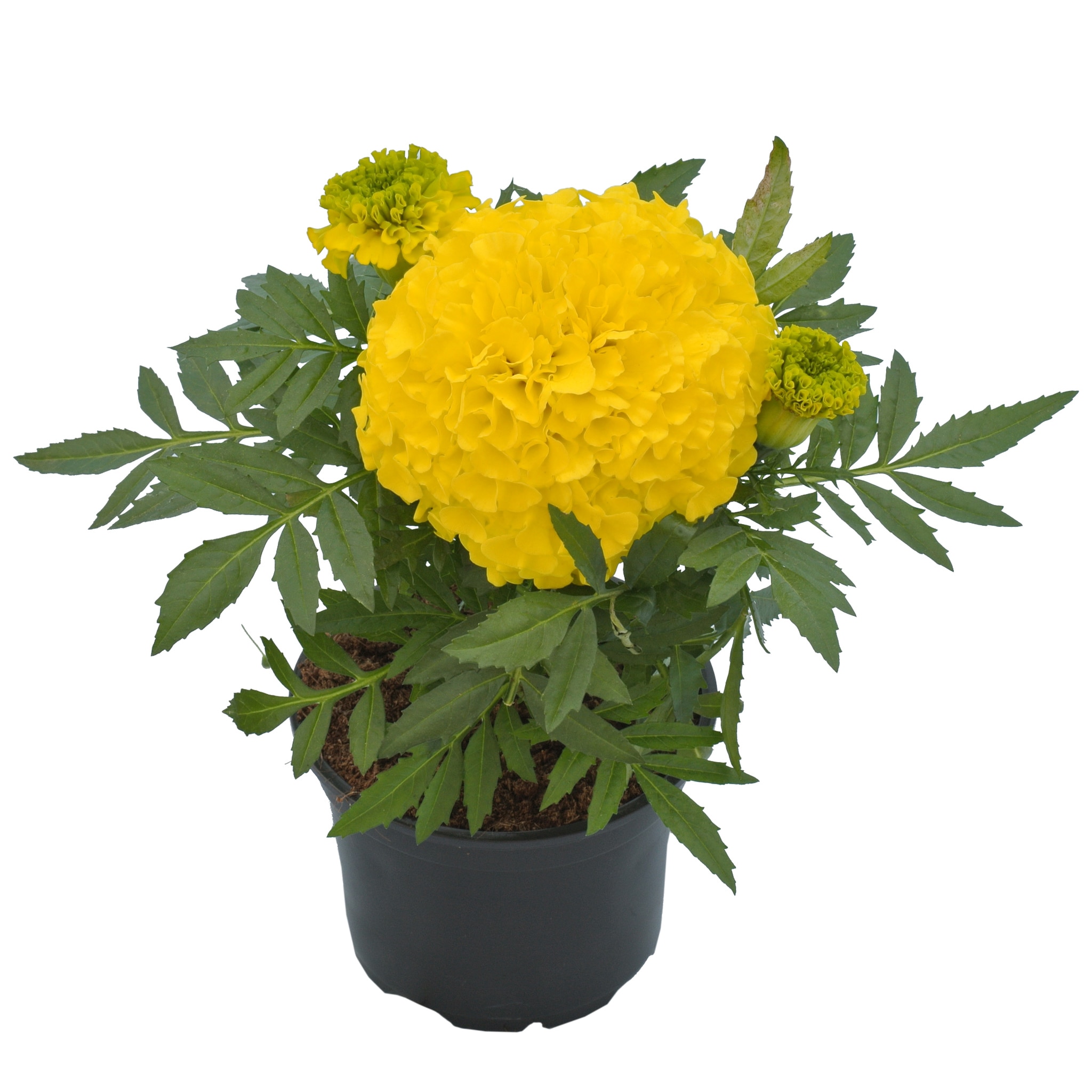 Tagates Erecta, in ghiveci, 9 cm 