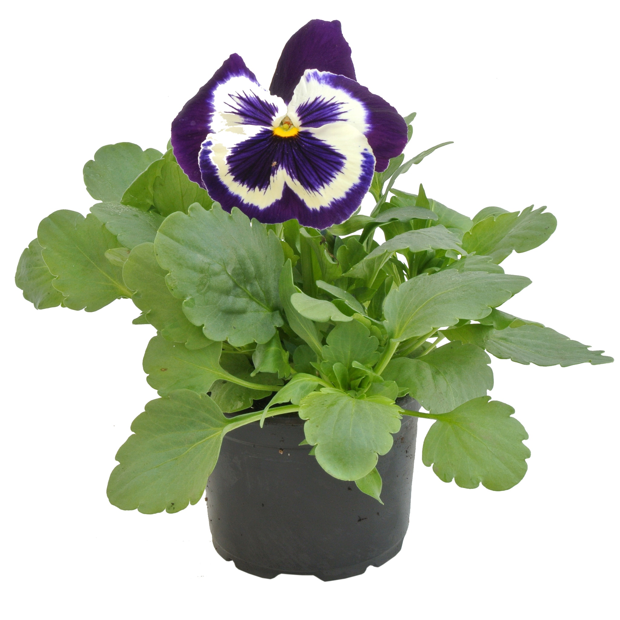 Viola X Witrockiana, in ghiveci, 9 cm 