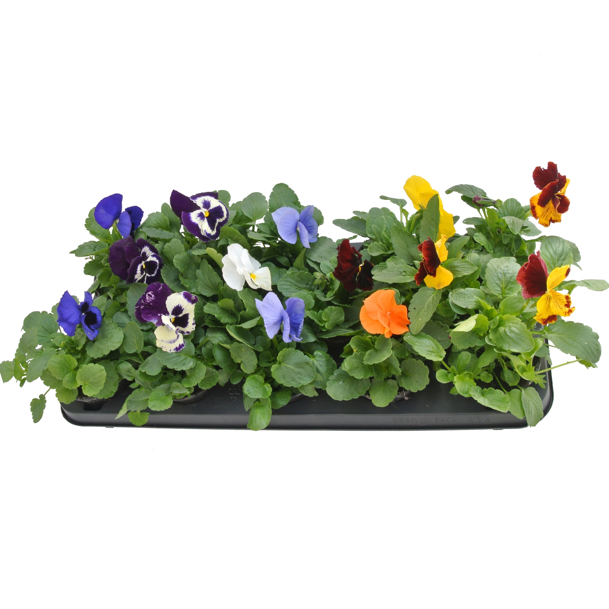 Viola X Witrockiana, in ghiveci, 9 cm 