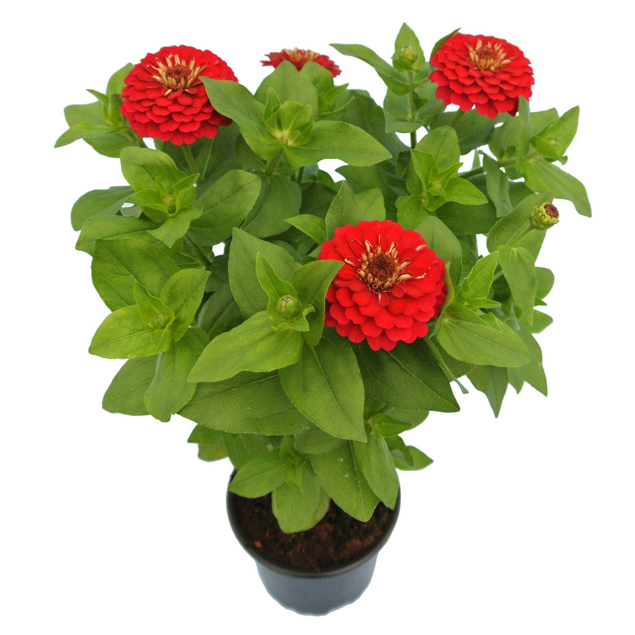 Zinnia, 10.5 cm  