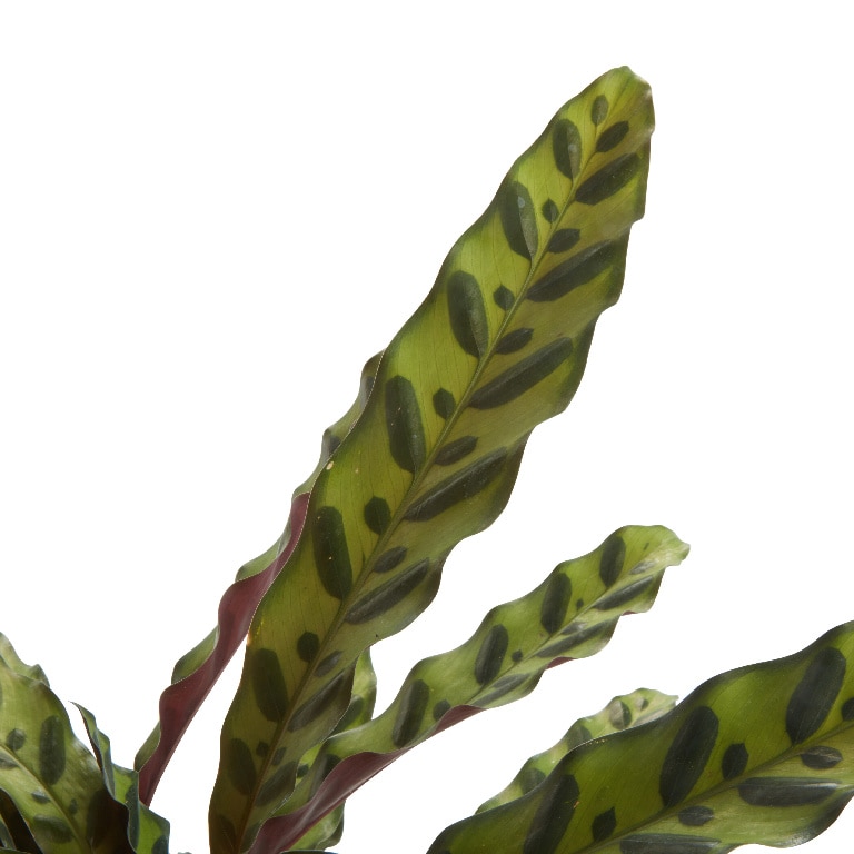 Calathea, in ghiveci, 14 cm