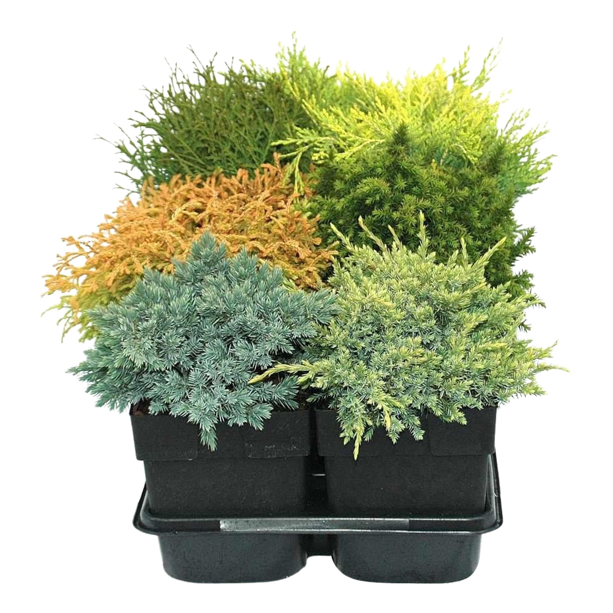 Conifer, diverse specii, 17 cm