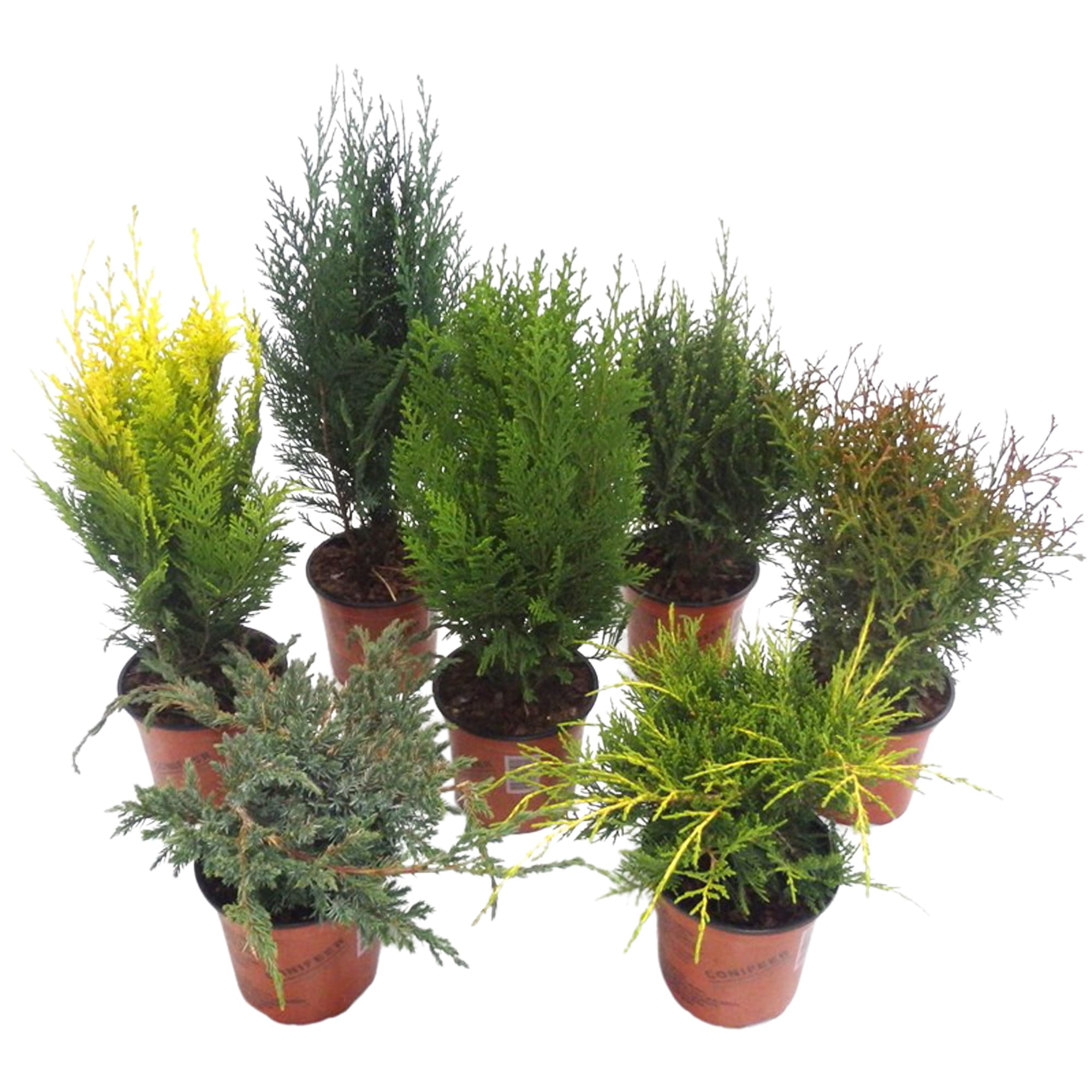 Conifer mix upright 13cm