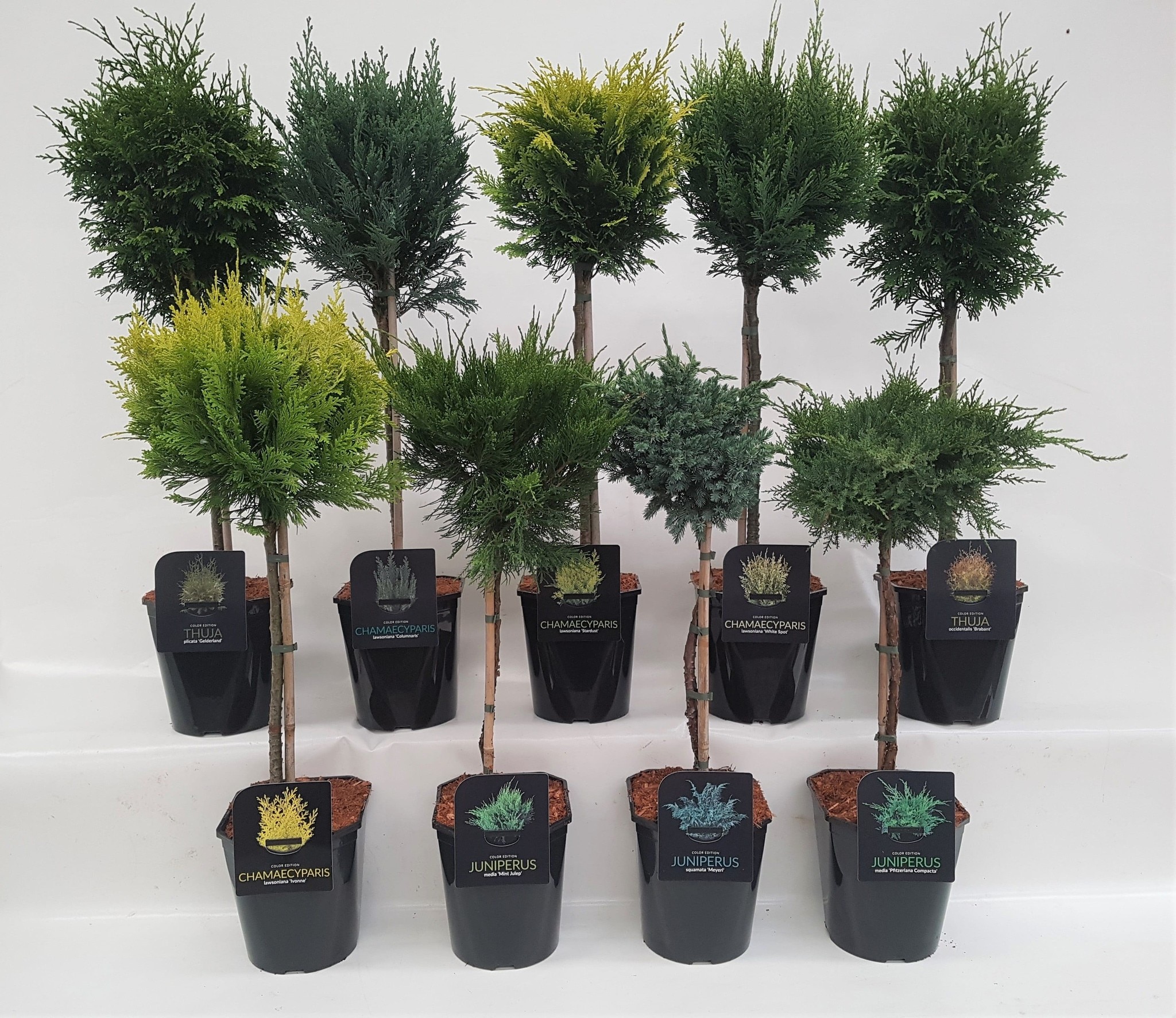 Coniferen pe stem 21cm