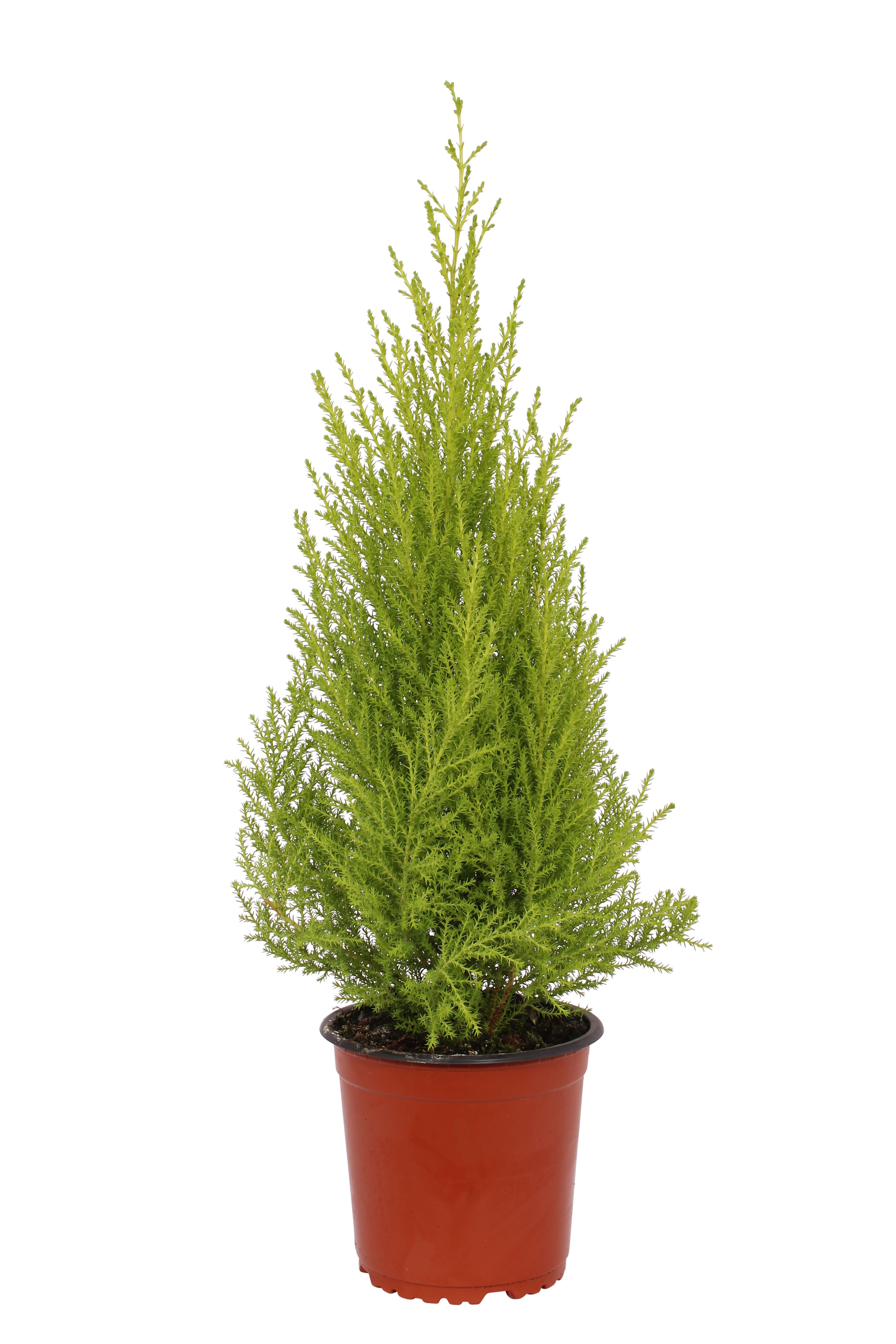 Cupressus Goldcrest Wilma Pyrami 14