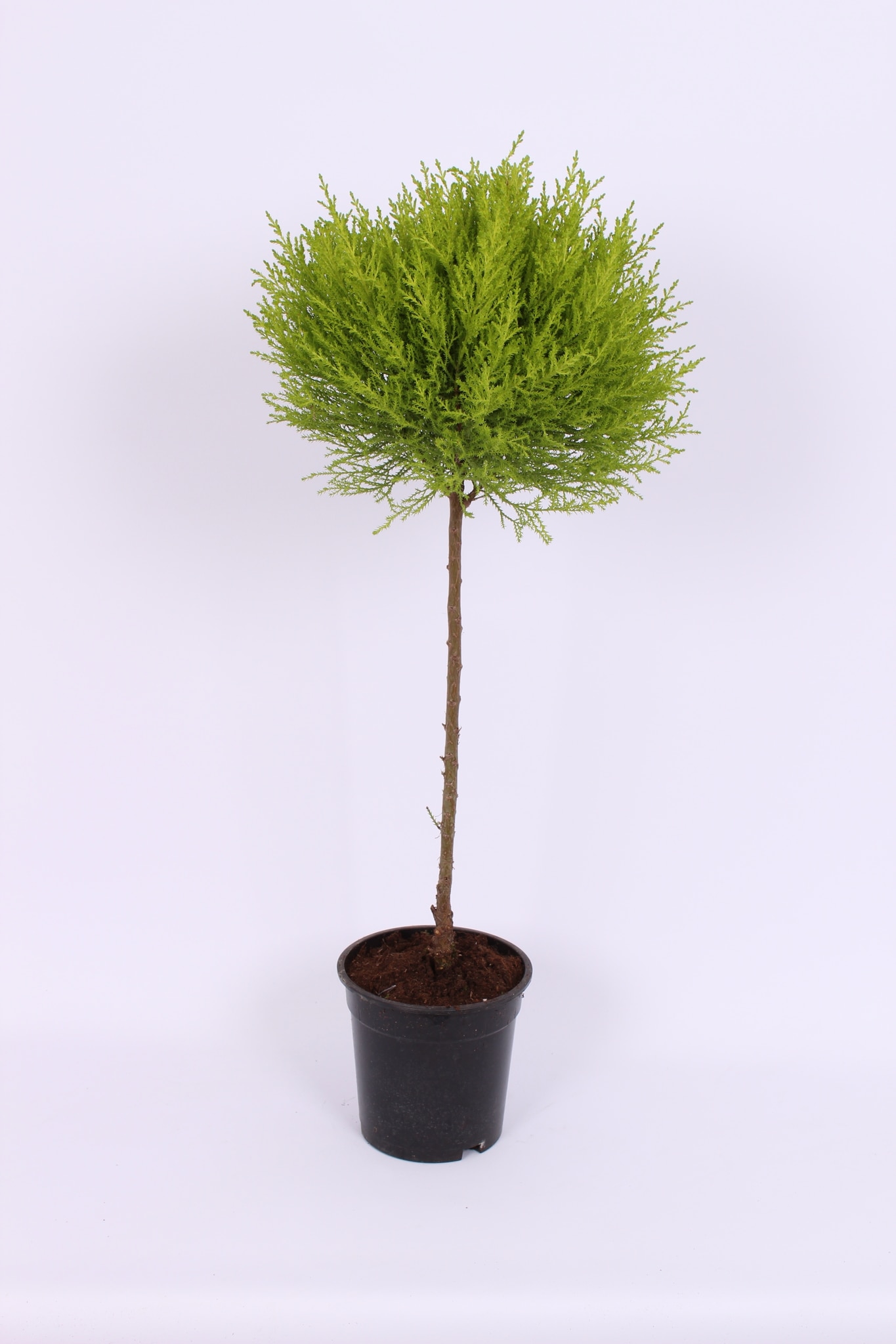 Cupressus goldcrest wilma duo ball