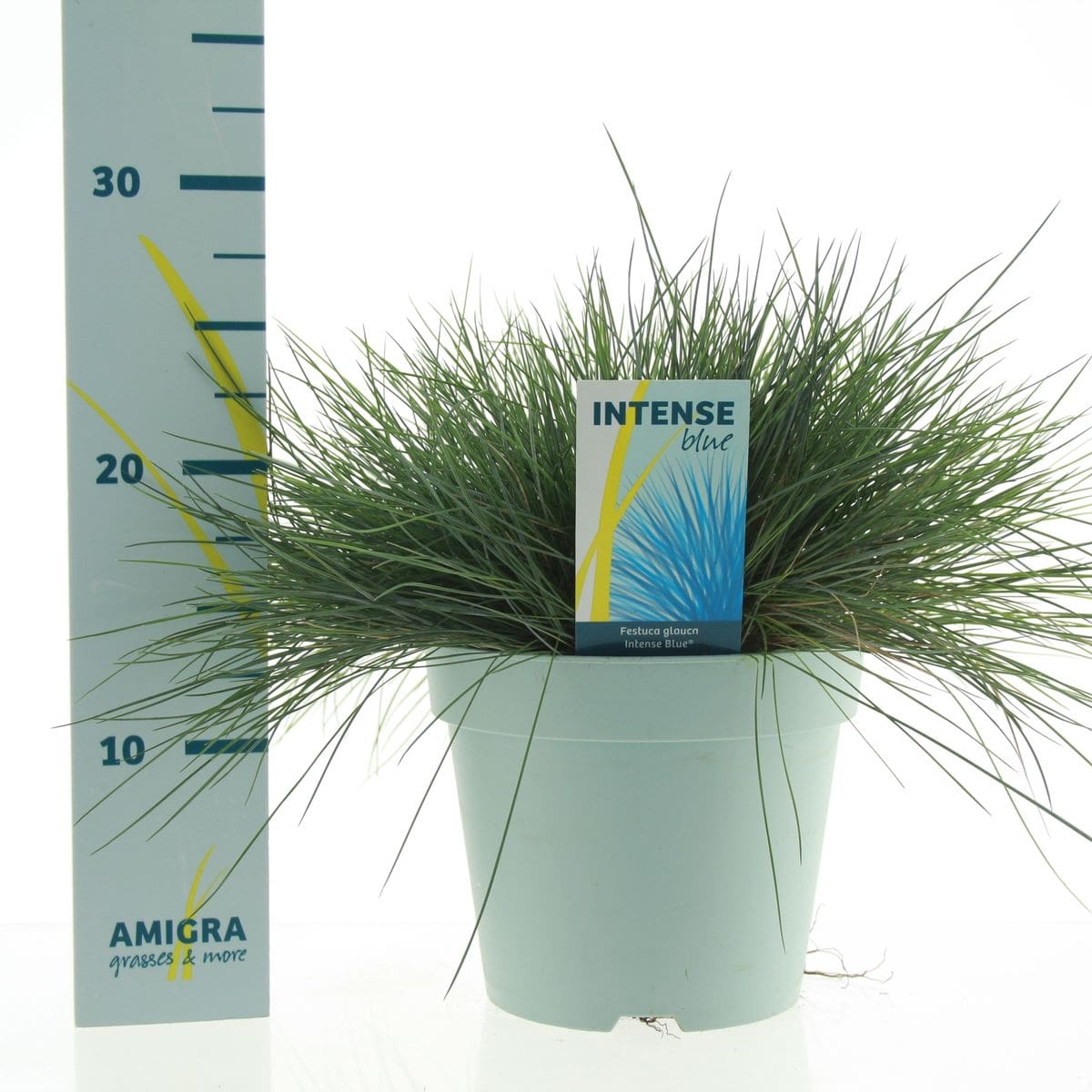 Festuca, albastru, 17 cm