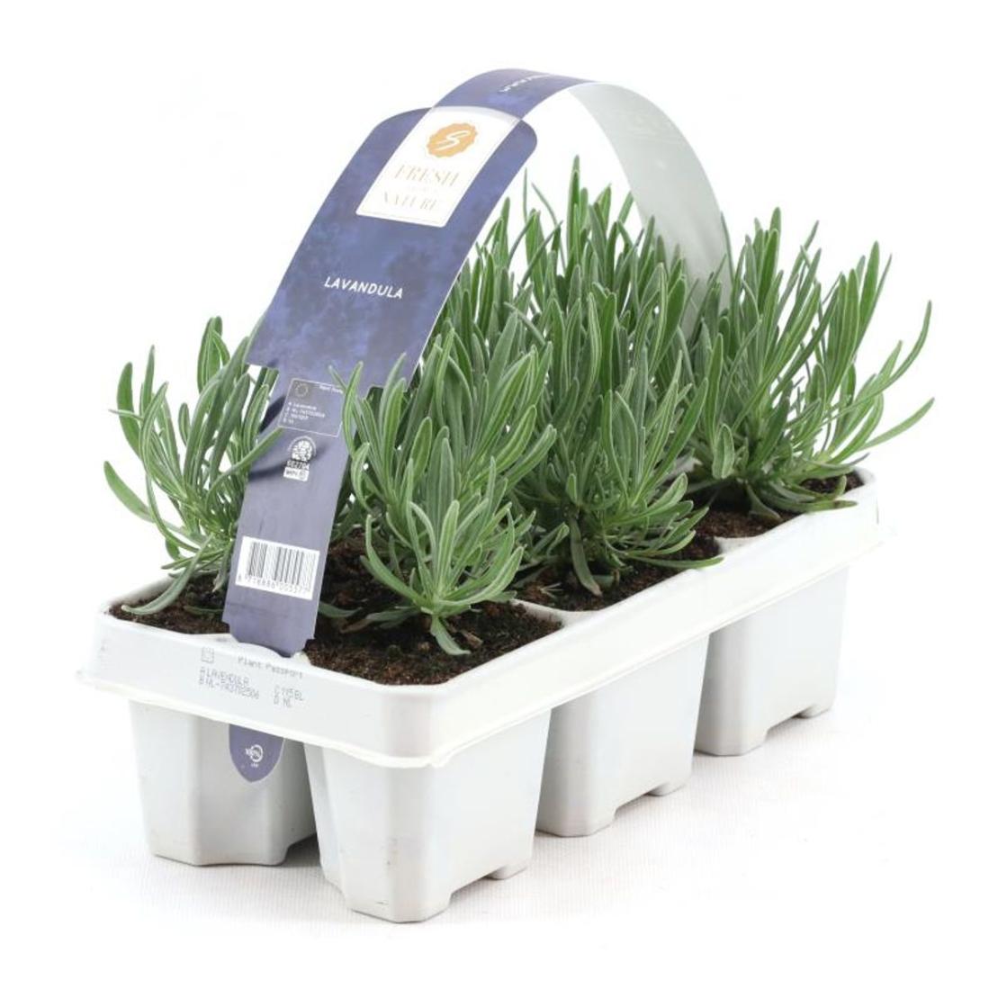 Lavandula Angustifolia, 6 