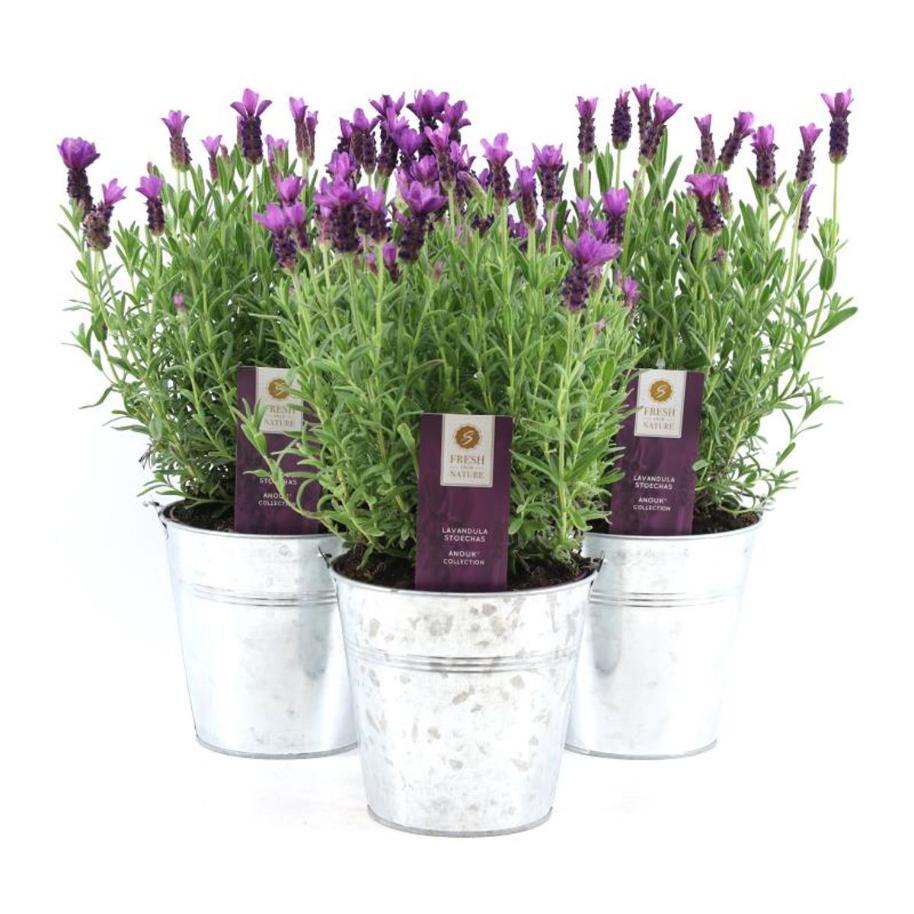 Lavandula Angustifolia, 17 cm