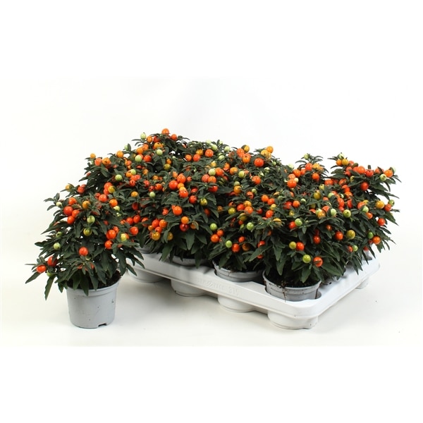 Solanum Pseudocapsicum 10.5 cm
