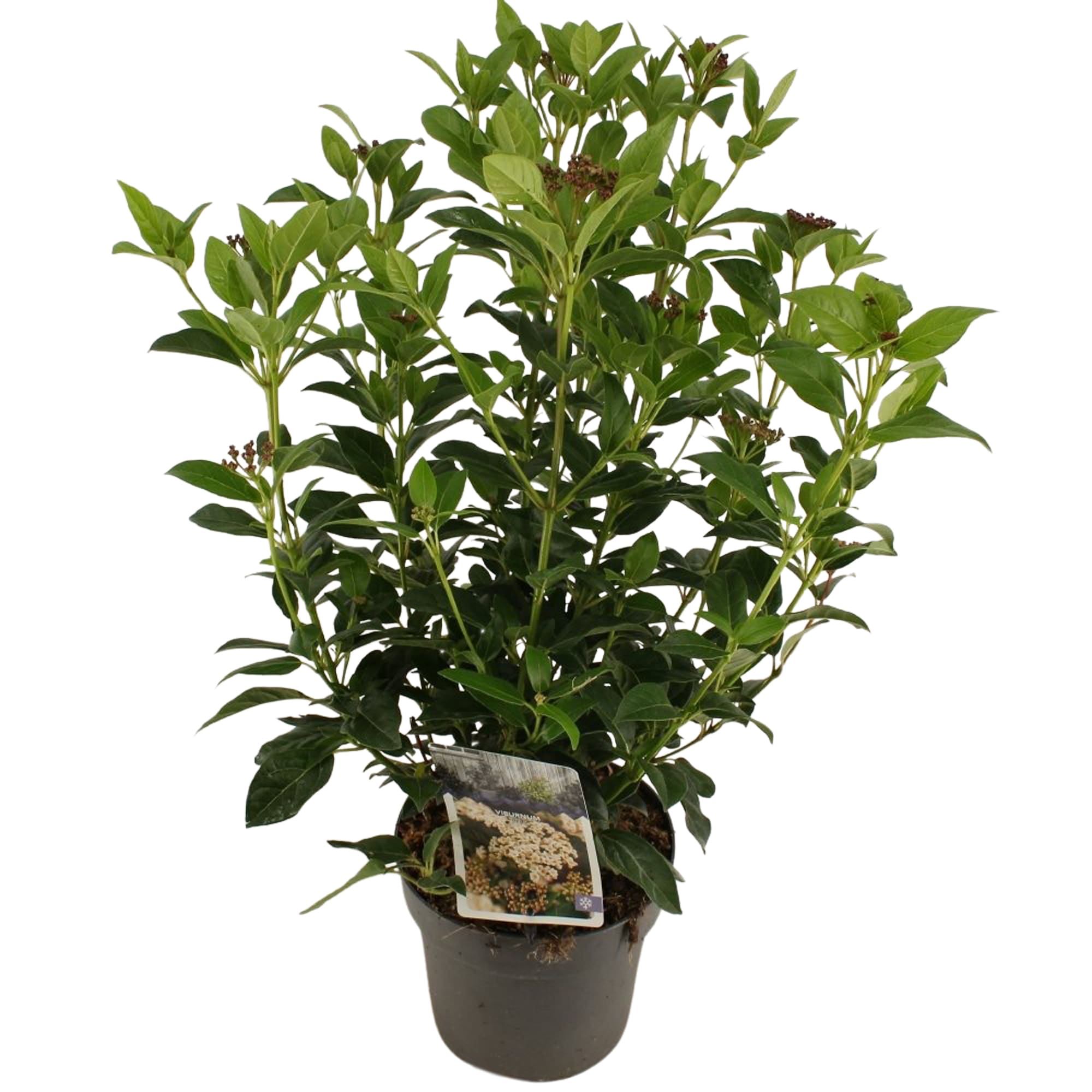 Viburnum tinus, 17 cm  