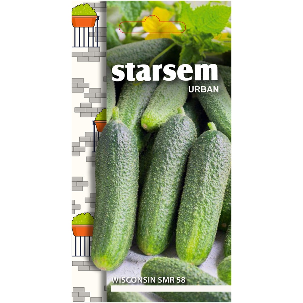 Seminte legume Castraveti Wisconsin STARSEM