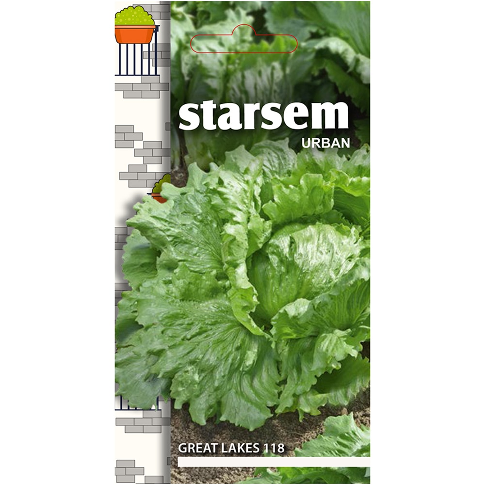 Seminte legume salata Great Lakes 118 STARSEM