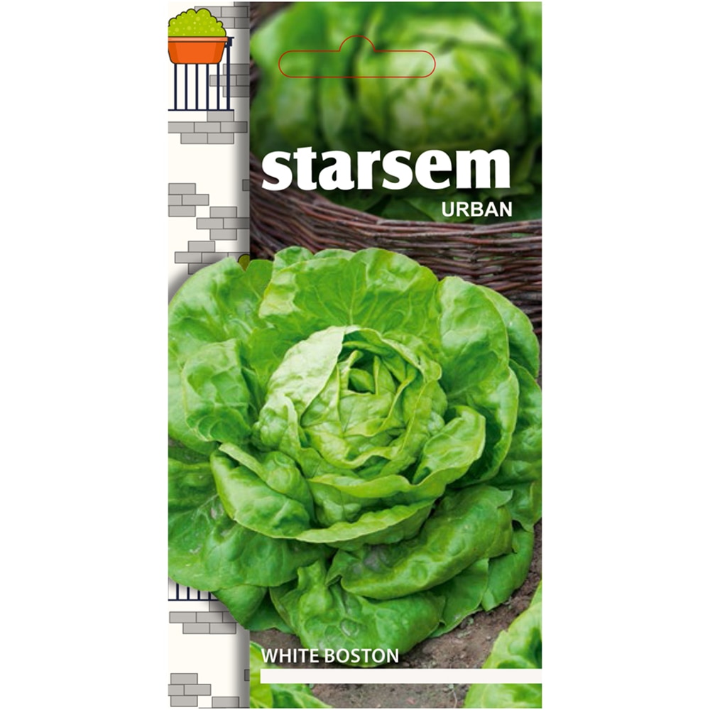 Seminte legume salata White Boston STARSEM