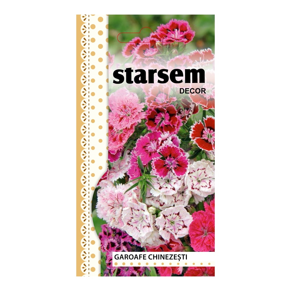 Garoafe Chinezesti Stsm