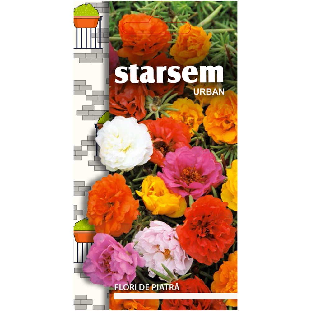 Seminte flori de piatra STARSEM