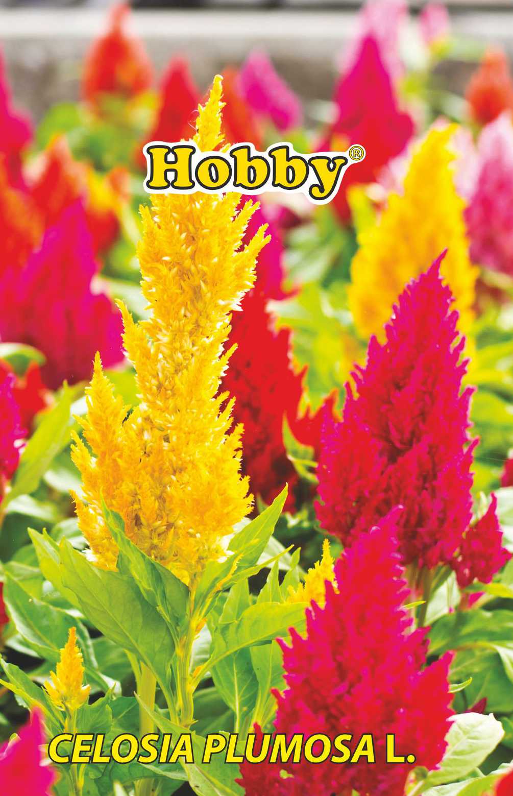 Seminte creasta cocosului plumosa, 0.2 g  Hobby