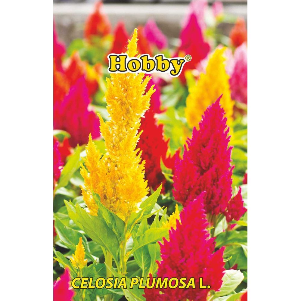 Seminte flori Creasta cocosului plumosa HOBBY, 0.2 g