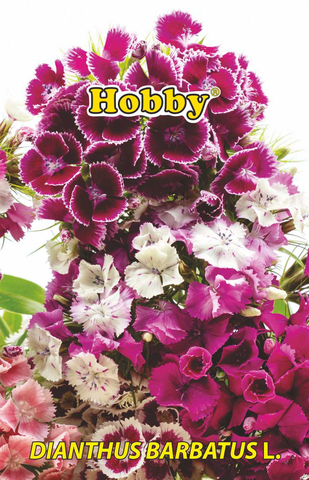 Seminte garofita de gradina  Hobby