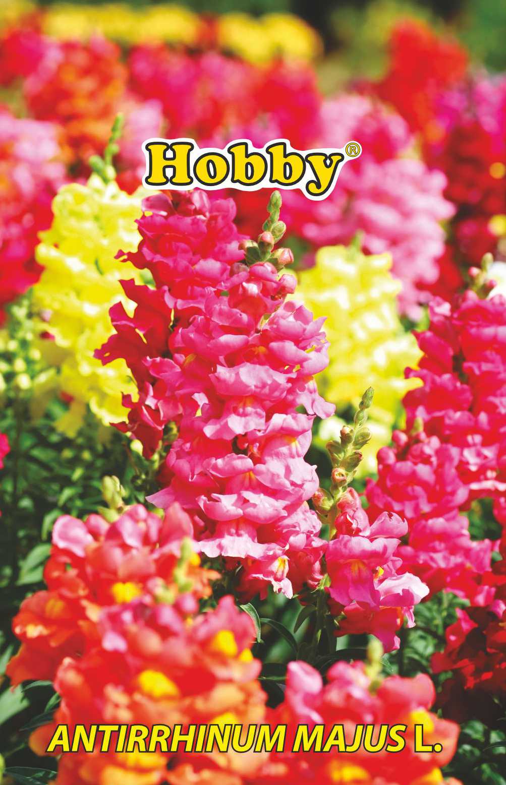 Seminte gura leului pitic  Hobby