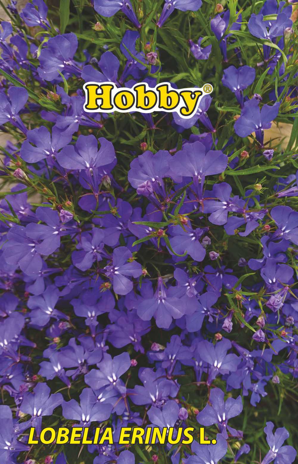 Seminte Lobelia Curgatoare Melanj HOBBY, 0.15g