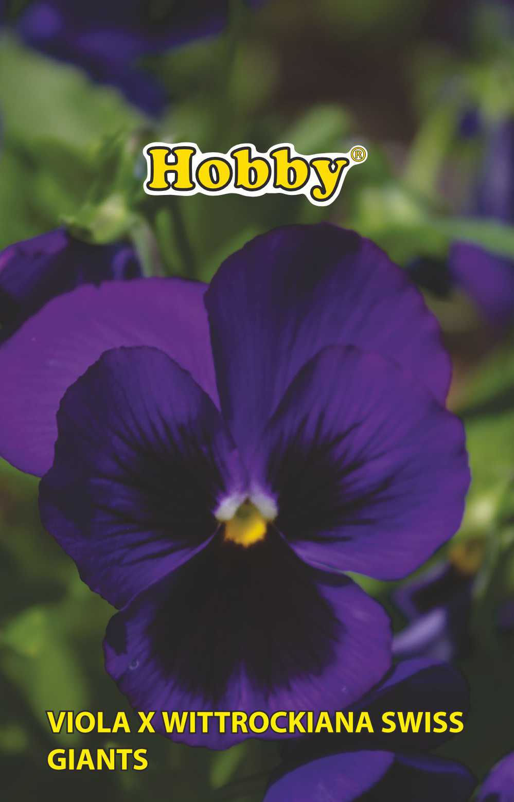 Seminte panselute, albastru  Hobby