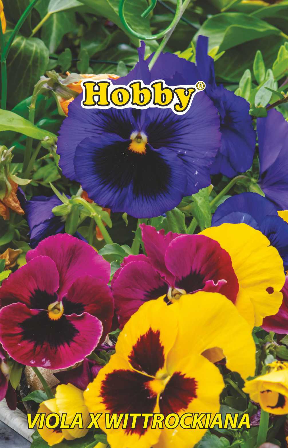 Seminte panselute, colorate  Hobby