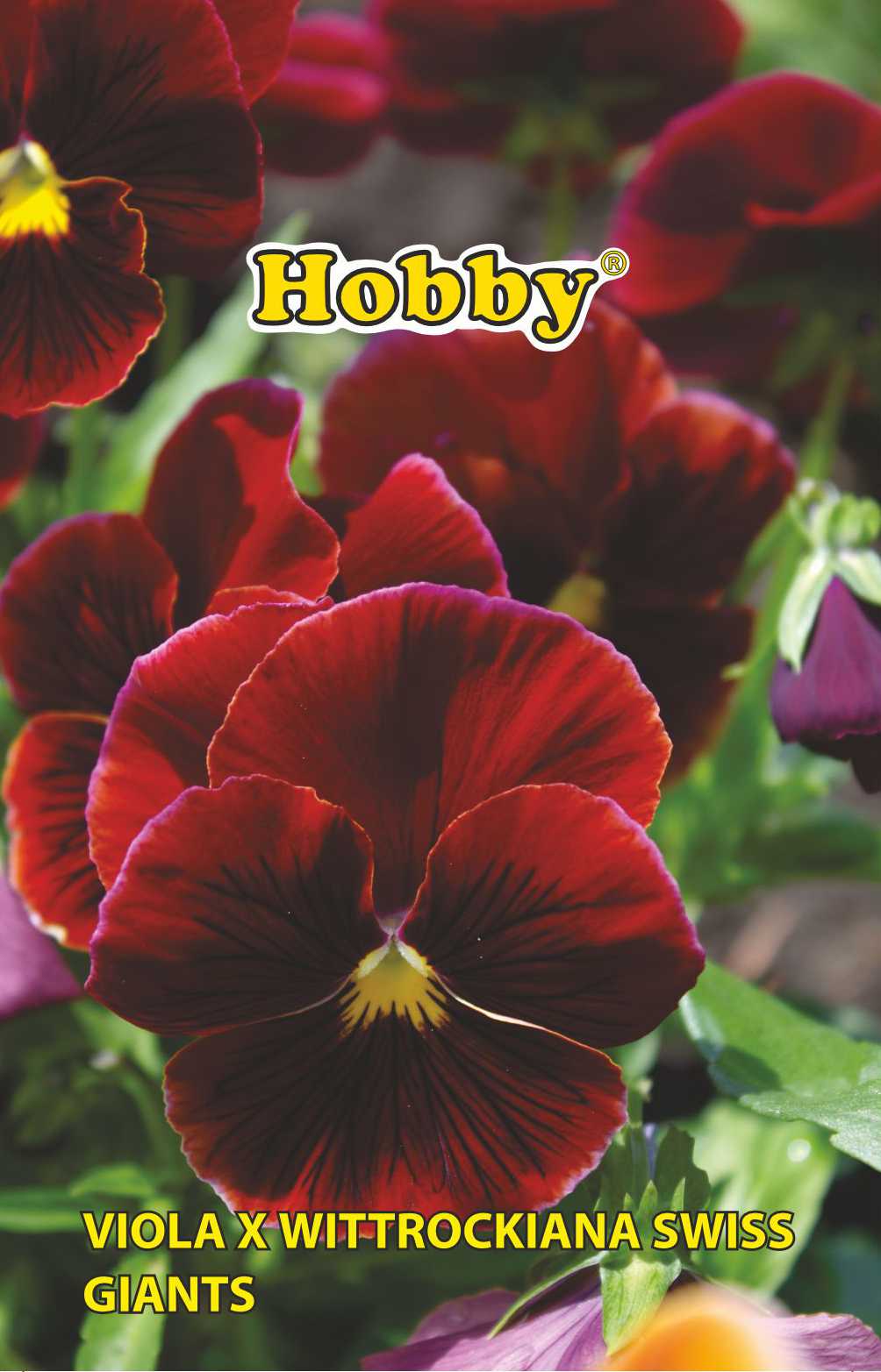 Seminte panselute, rosu  Hobby