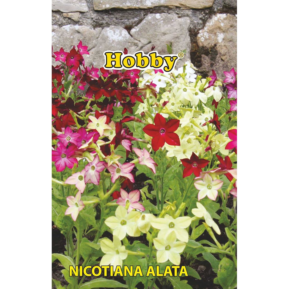 Seminte flori Regina noptii Nicotiana alata HOBBY
