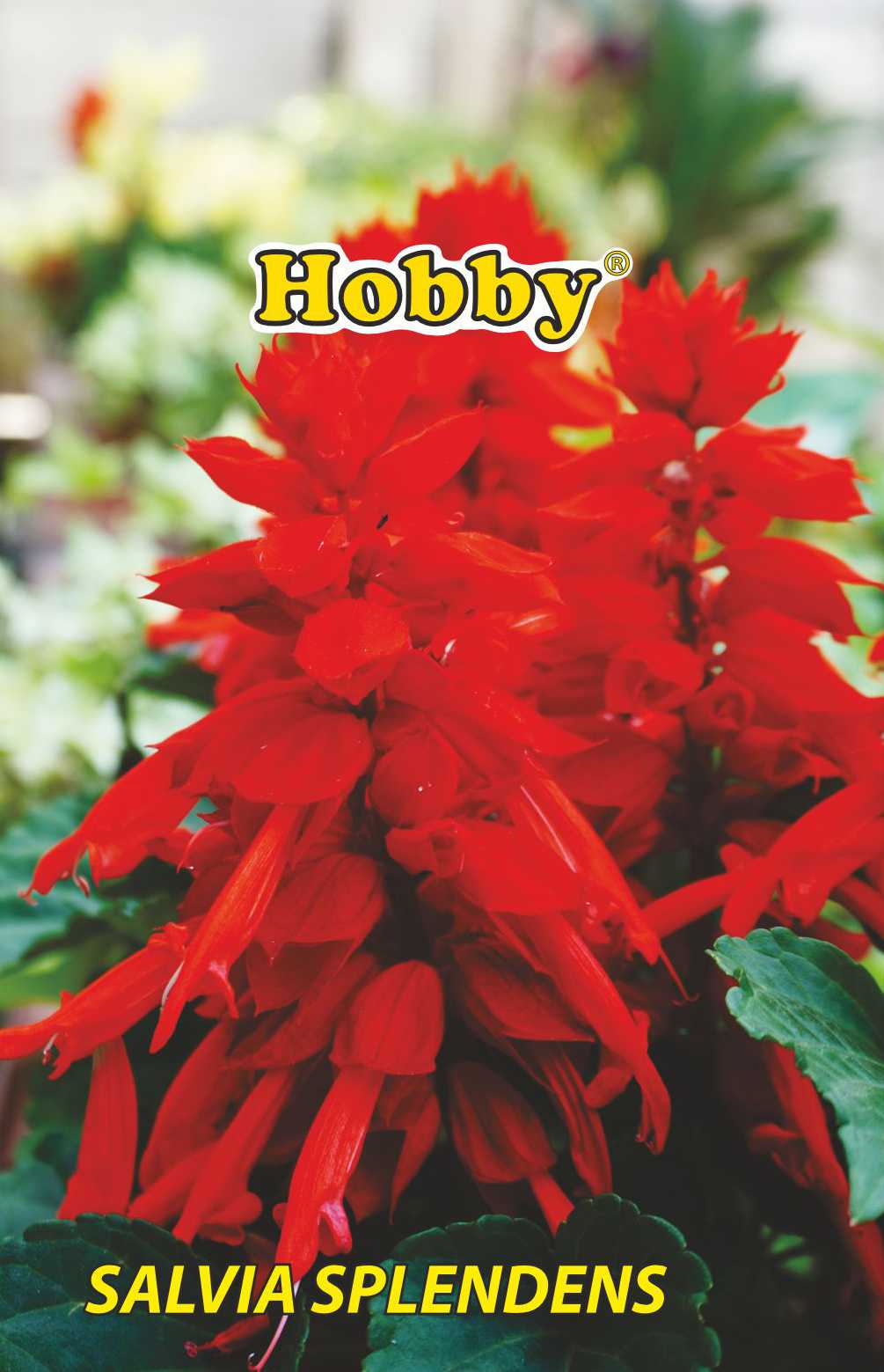 Seminte salvie rosie  Hobby