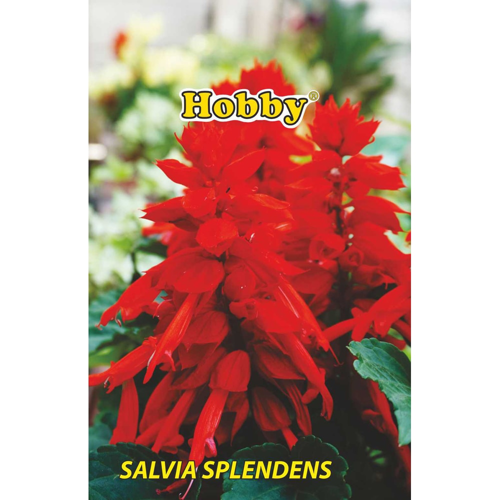 Seminte flori Salvie rosie HOBBY