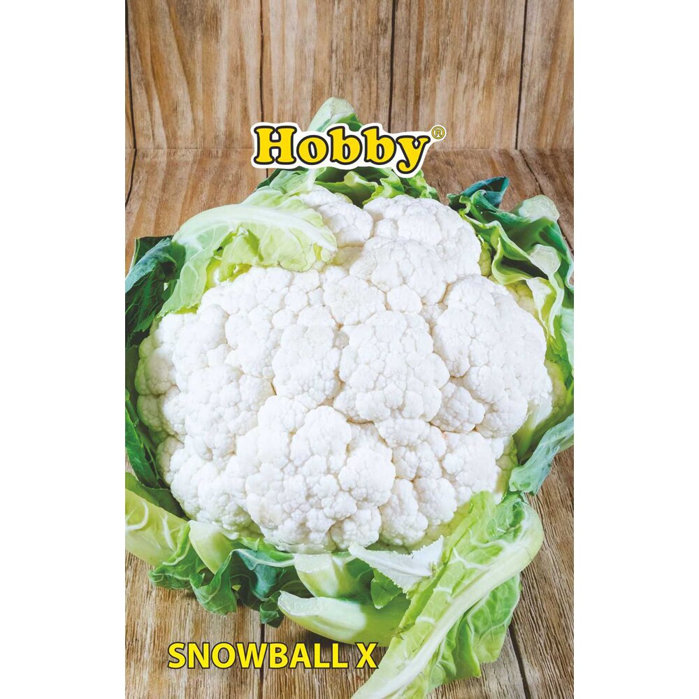 Seminte legume Conopida snowball HOBBY