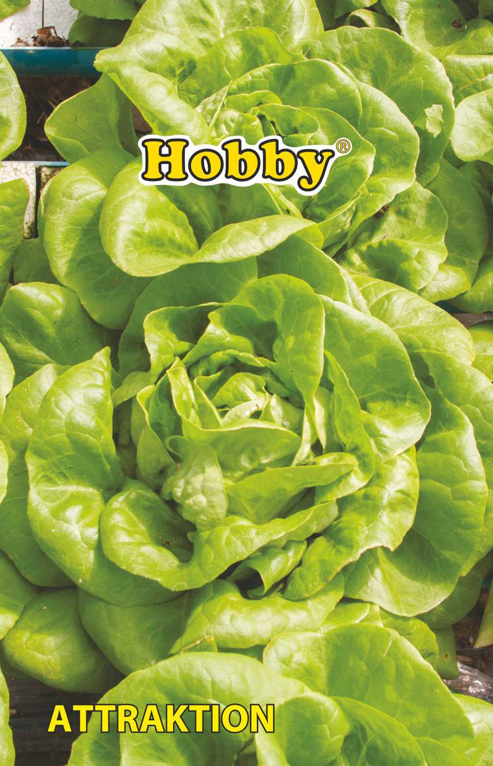 Seminte salate White Boston  Hobby