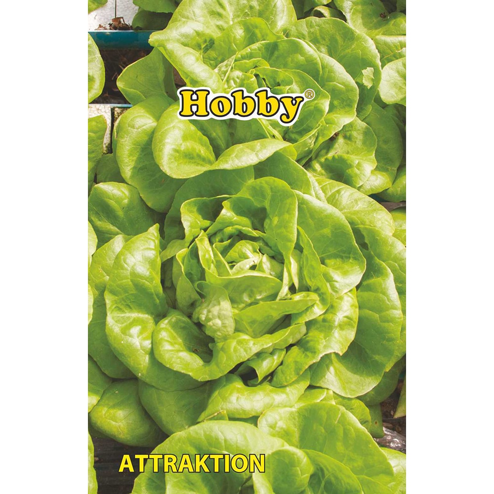 Seminte legume salata Attraktion HOBBY