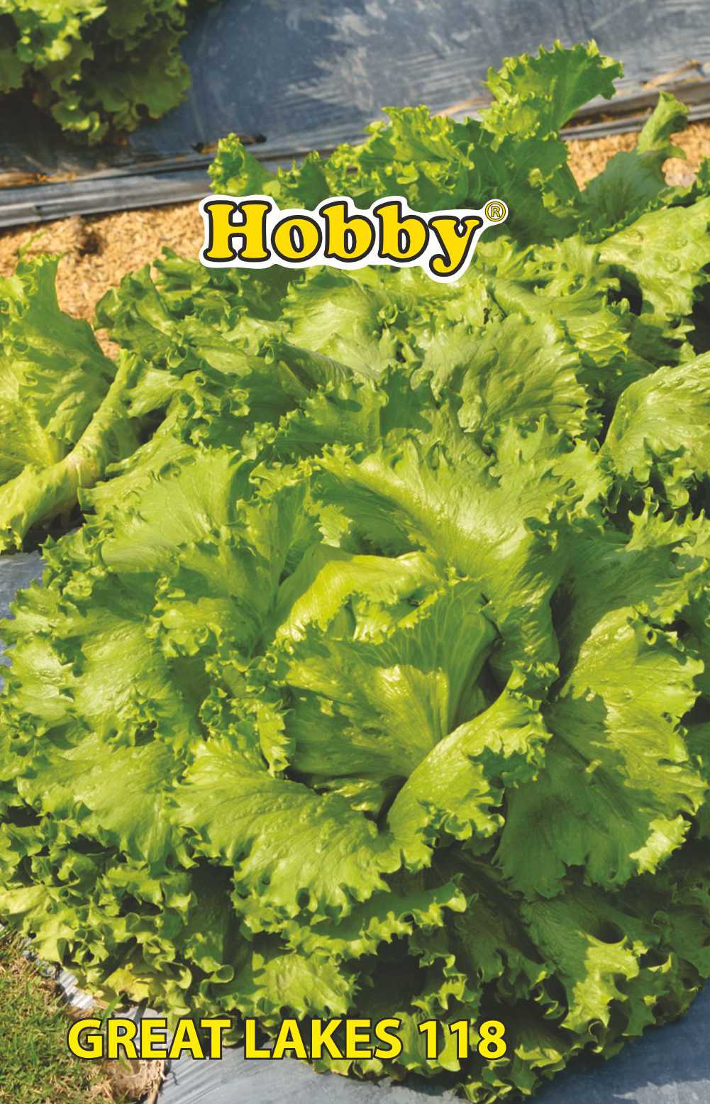 Seminte salata Great Lakes 118  Hobby