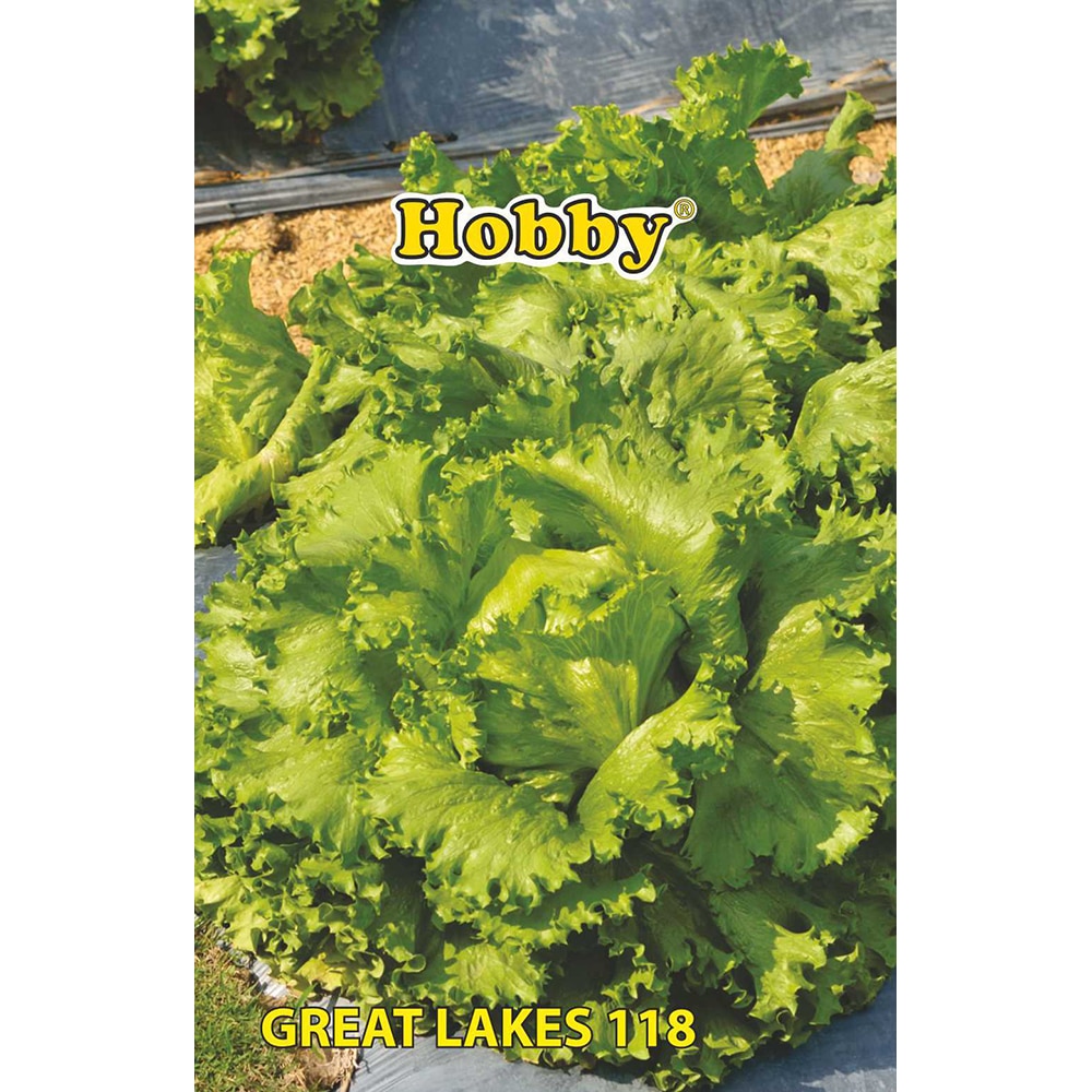 Seminte legume salata Great Lakes 118 HOBBY