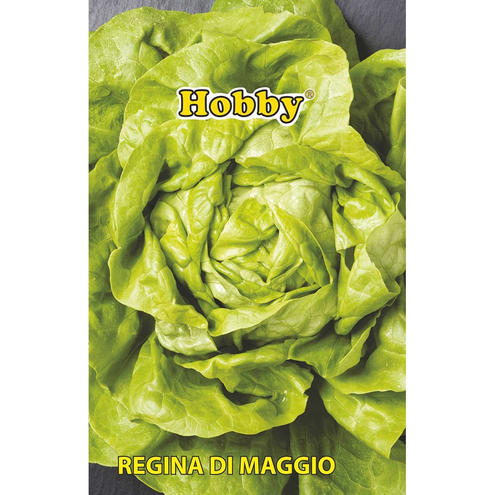 Seminte legume salata Regina di Maggio HOBBY