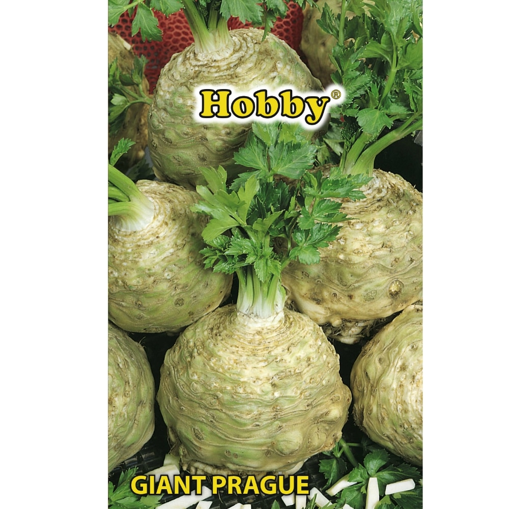 Seminte telina Giant Prague  Hobby